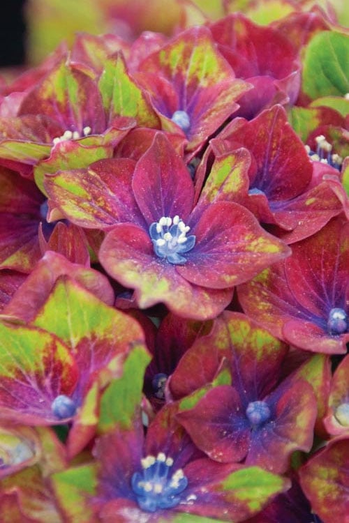  Pistachio Hydrangea - 5 Gallon Pot