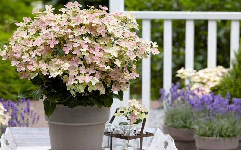  Early Evolution Hydrangea - 1 Gallon Pot