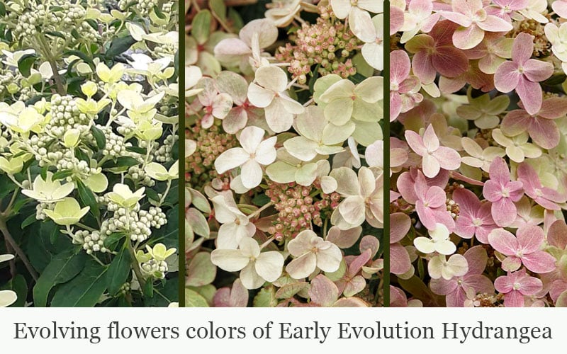  Early Evolution Hydrangea - 1 Gallon Pot
