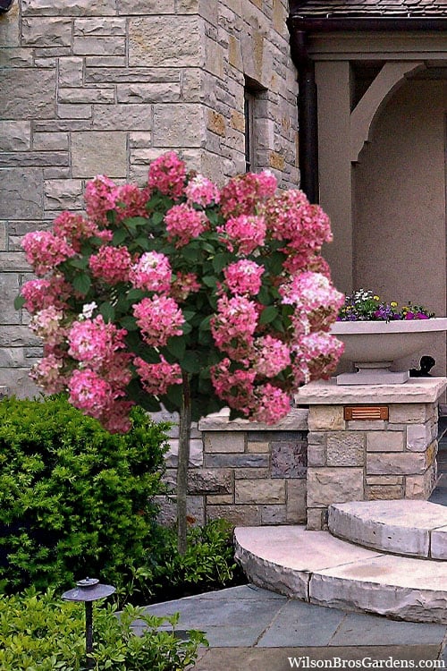  Fire Light Hydrangea - Single Trunk Topiary Tree - 5 Gallon Pot