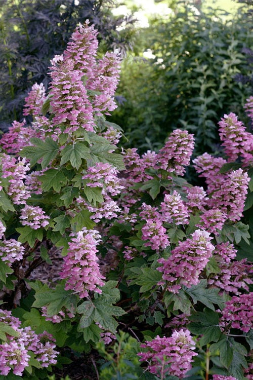  Gatsby Pink Oakleaf Hydrangea - 3 Gallon Pot