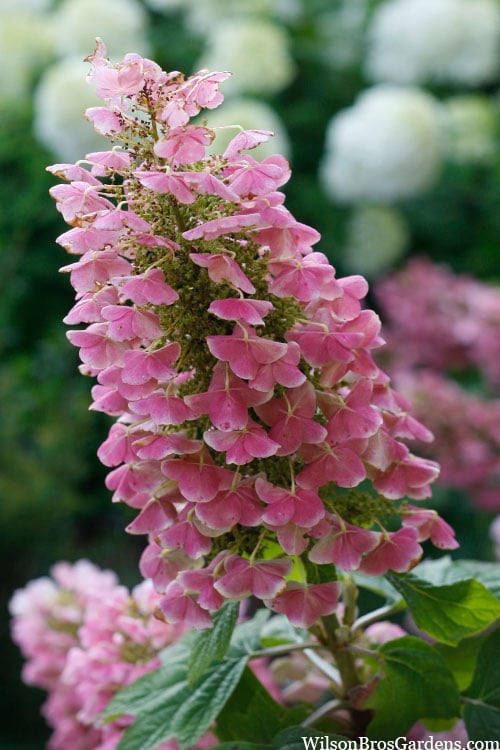  Gatsby Pink Oakleaf Hydrangea - 3 Gallon Pot