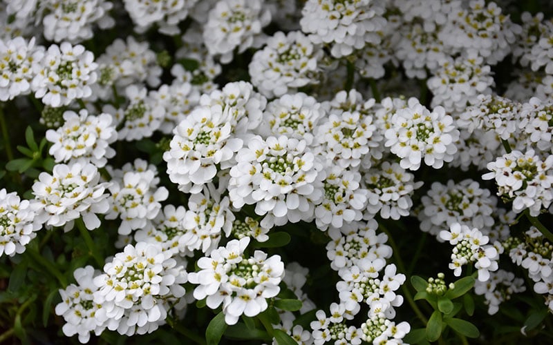 Alexander's White Candy Tuft (Iberis) - 1 Gallon Pot