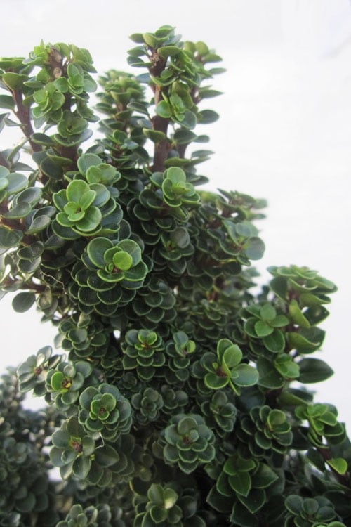  Dwarf Pagoda Japanese Holly - 1 Gallon Pot