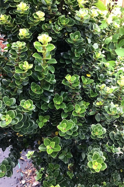  Dwarf Pagoda Japanese Holly - 1 Gallon Pot
