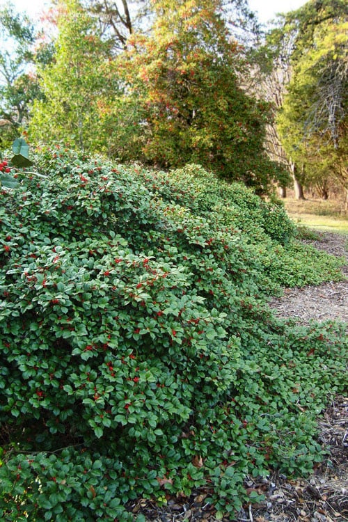  Maryland Spreader American Holly - 1 Gallon Pot