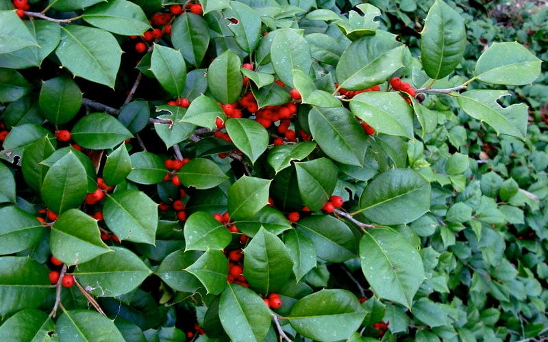  Maryland Spreader American Holly - 1 Gallon Pot