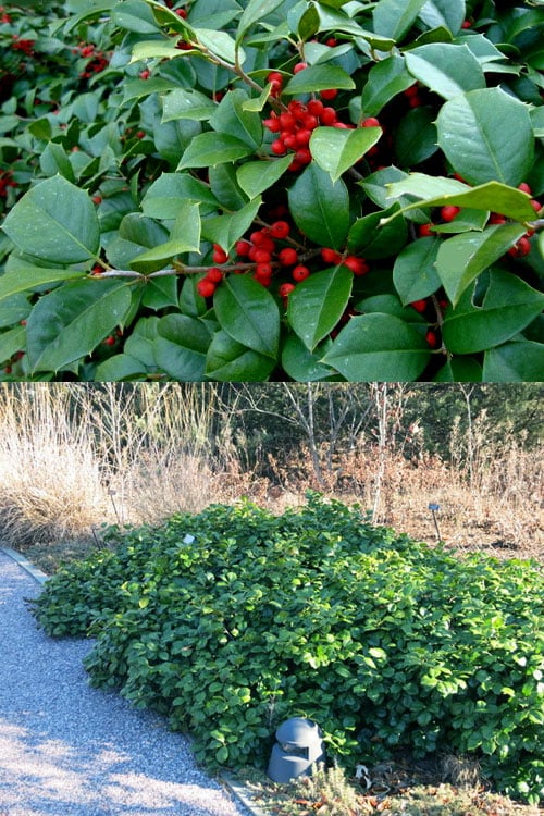  Maryland Spreader American Holly - 1 Gallon Pot