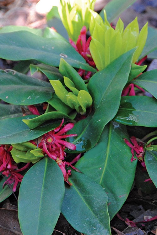  Swamp Hobbit Florida Anise (Illicium Floridanum) - 3 Gallon Pot