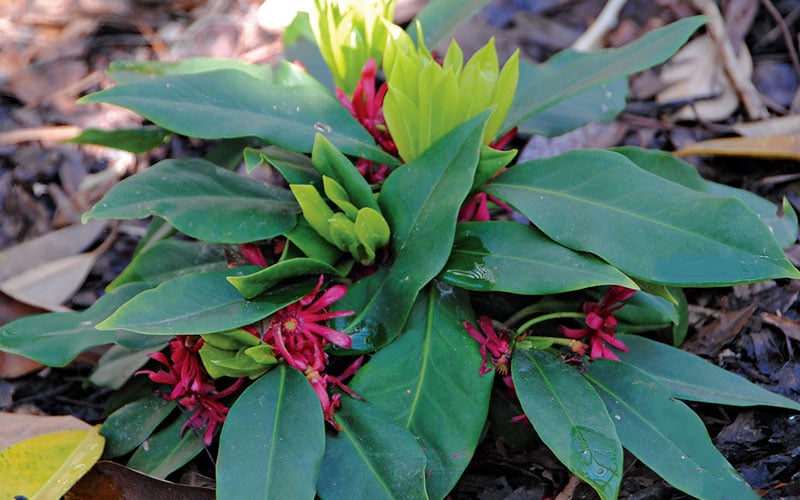  Swamp Hobbit Florida Anise (Illicium Floridanum) - 1 Gallon Pot