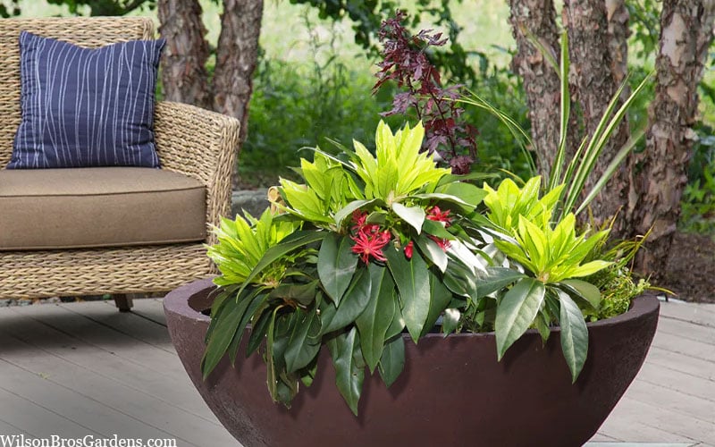  Swamp Hobbit Florida Anise (Illicium Floridanum) - 1 Gallon Pot