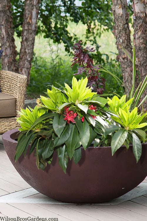  Swamp Hobbit Florida Anise (Illicium Floridanum) - 1 Gallon Pot