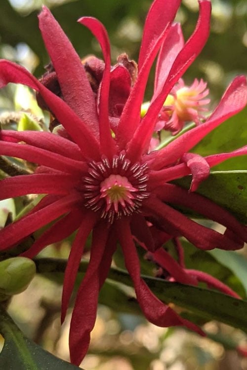  Swamp Hobbit Florida Anise (Illicium Floridanum) - 1 Gallon Pot