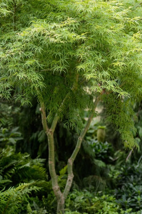  Seiryu Japanese Maple - 5 Gallon Pot