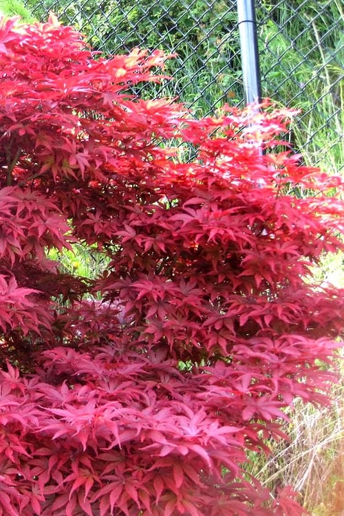  Fireglow Red Leaf Japanese Maple - 5 Gallon Pot (4.5-5.5')
