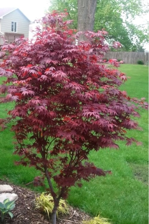  Fireglow Red Leaf Japanese Maple - 5 Gallon Pot (4-4.5')
