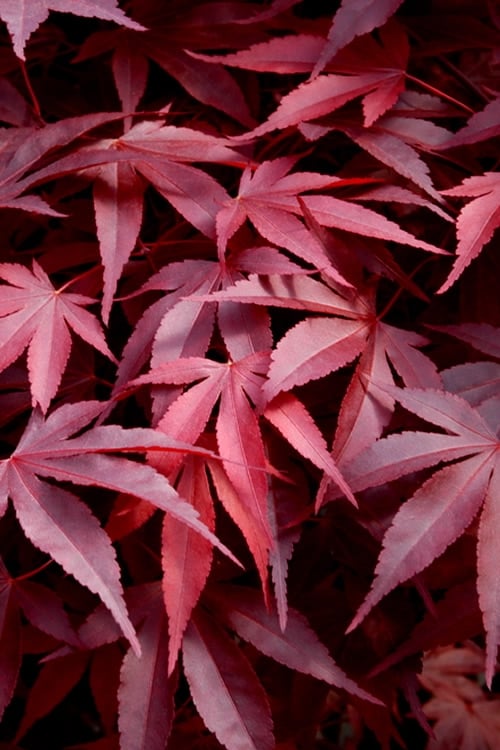  Fireglow Red Leaf Japanese Maple - 5 Gallon Pot (4.5-5.5')