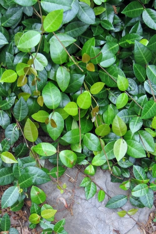  Asian Jasmine (Trachelospermum Asiaticum) - 72 Pack Of 3.5" Pint Pots