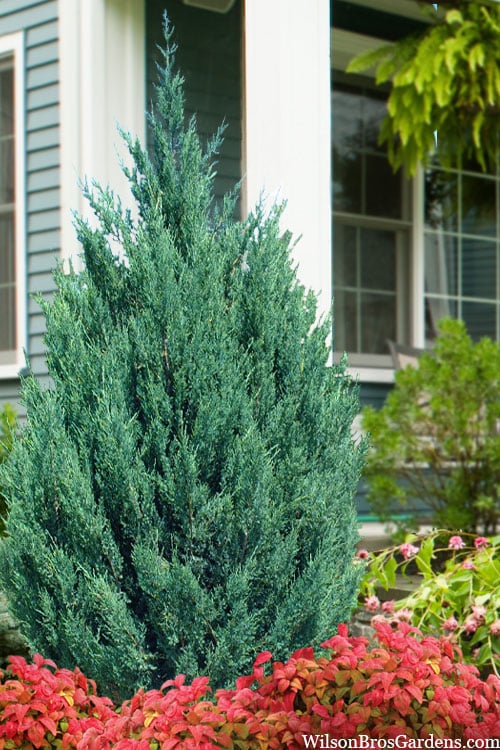  Blue Point Juniper - 1 Gallon Pot