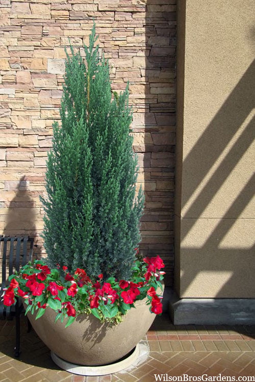  Blue Point Juniper - 1 Gallon Pot