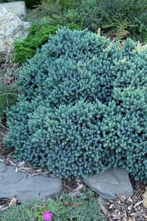  Blue Star Juniper - 2 Gallon Pot