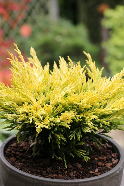  Limeglow Golden Andorra Compact Juniper - 3 Gallon Pot