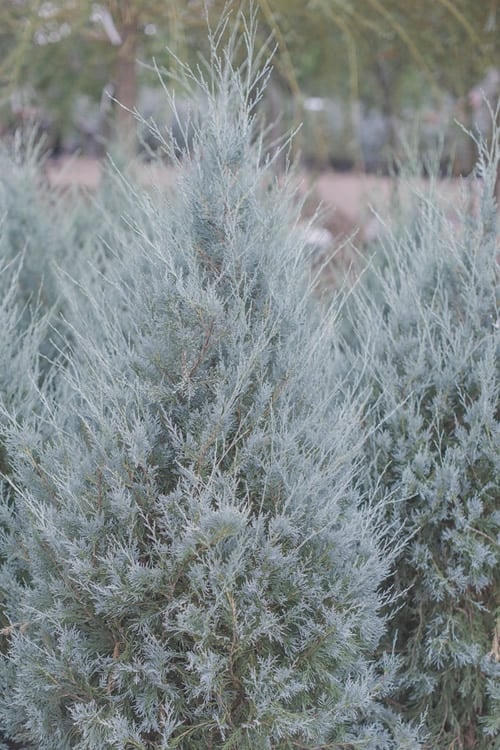  Moonglow Pyramidal Blue Juniper - 7 Gallon Pot (3-4')