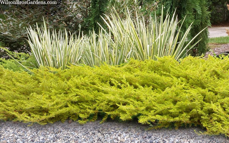  All Gold Golden Pacific Juniper - 1 Gallon Pot