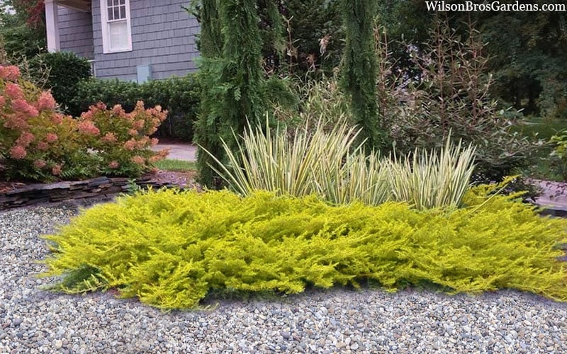 All Gold Golden Pacific Juniper - 1 Gallon Pot