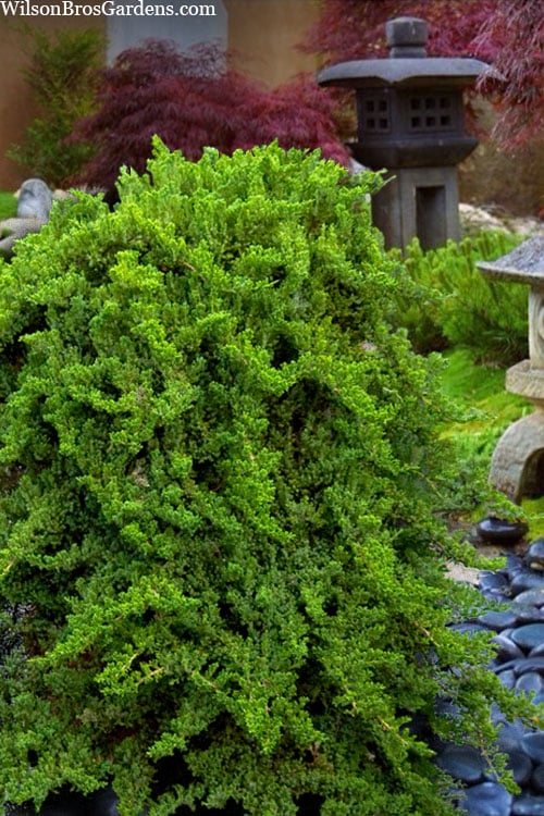  Staked Green Mound Japanese Garden Juniper - 5 Gallon Pot