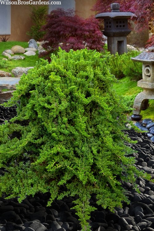  Staked Green Mound Japanese Garden Juniper - 5 Gallon Pot