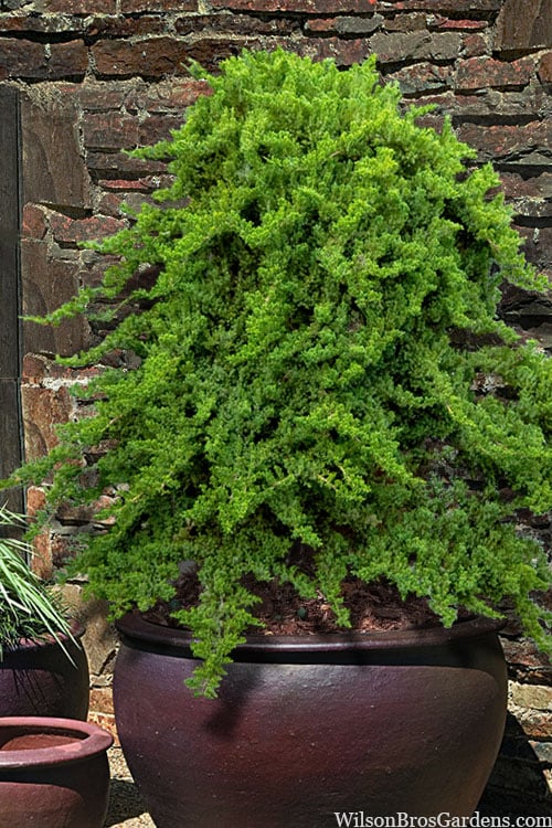  Staked Green Mound Japanese Garden Juniper - 5 Gallon Pot