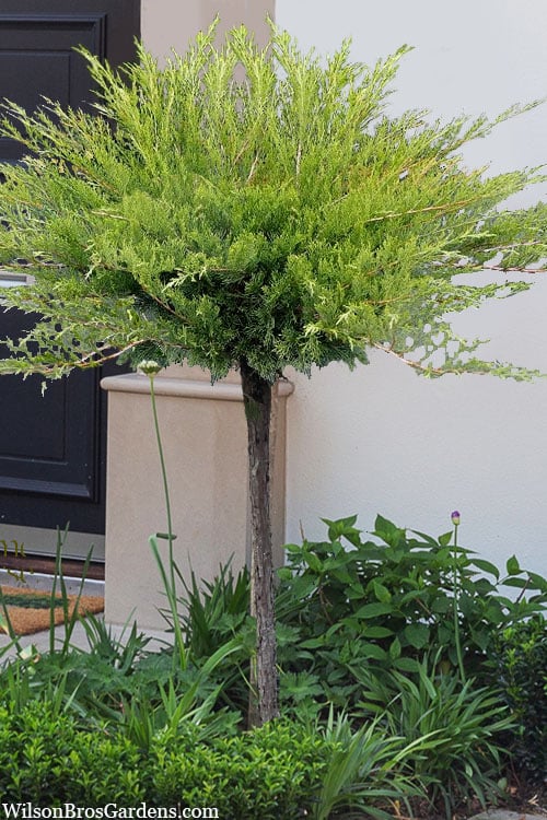  Calgary Carpet Juniper Tree (Single Trunk Topiary) - 3 Gallon Pot