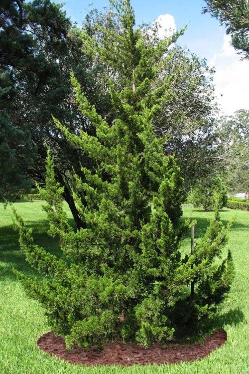  Canaertii Juniper (Red Cedar) - 3 Gallon Pot