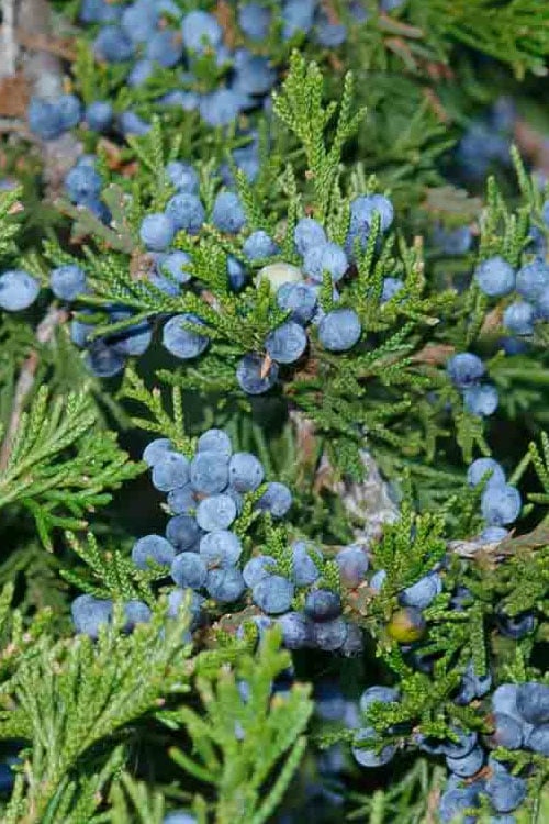  Canaertii Juniper (Red Cedar) - 3 Gallon Pot