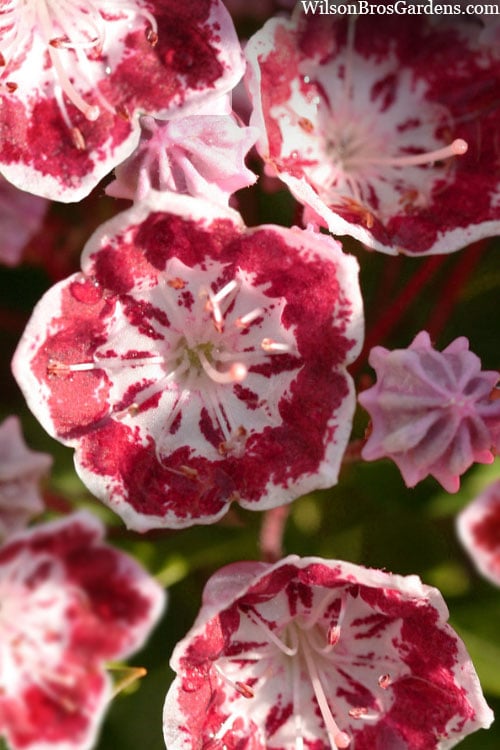  Minuet Mountain Laurel (Kalmia Latifolia) - 3 Gallon Pot