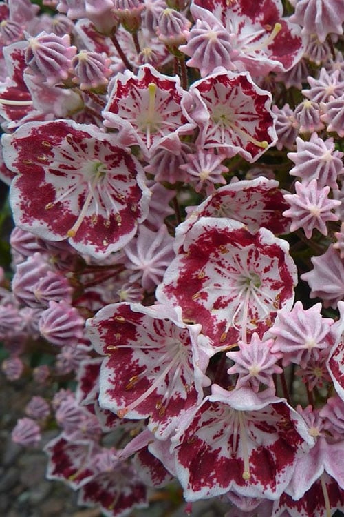  Minuet Mountain Laurel (Kalmia Latifolia) - 3 Gallon Pot