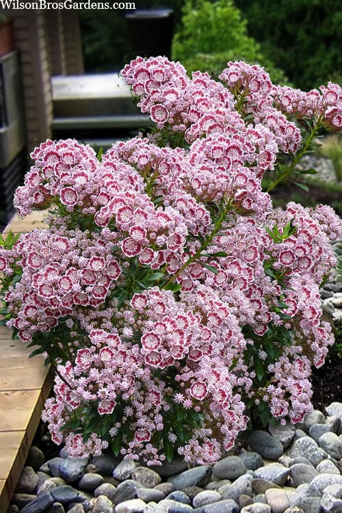  Minuet Mountain Laurel (Kalmia Latifolia) - 3 Gallon Pot