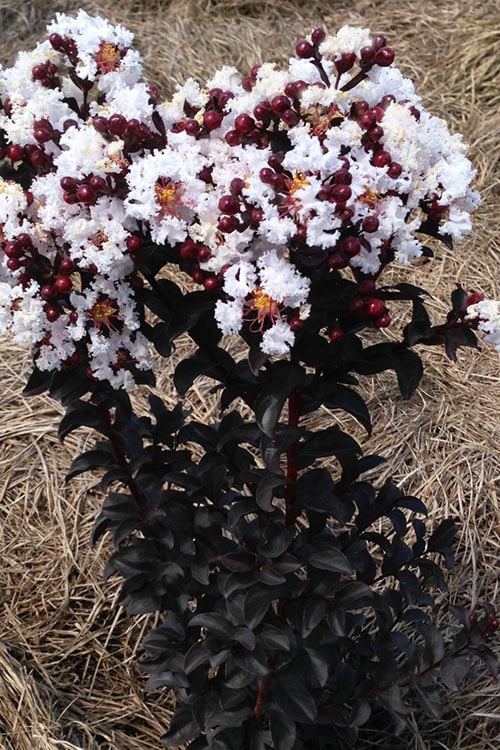  Ebony Glow Crape Myrtle - 3 Gallon Pot