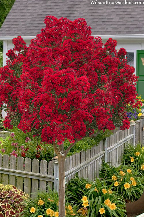  Miss Frances Red Crape Myrtle (Single Trunk Topiary Tree) - 5 Gallon Pot