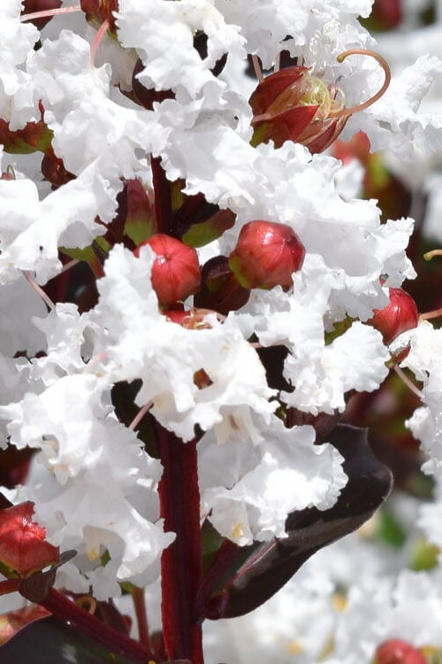  Lunar Magic Crape Myrtle Tree (Single Trunk) - 7 Gallon Pot (5-6')