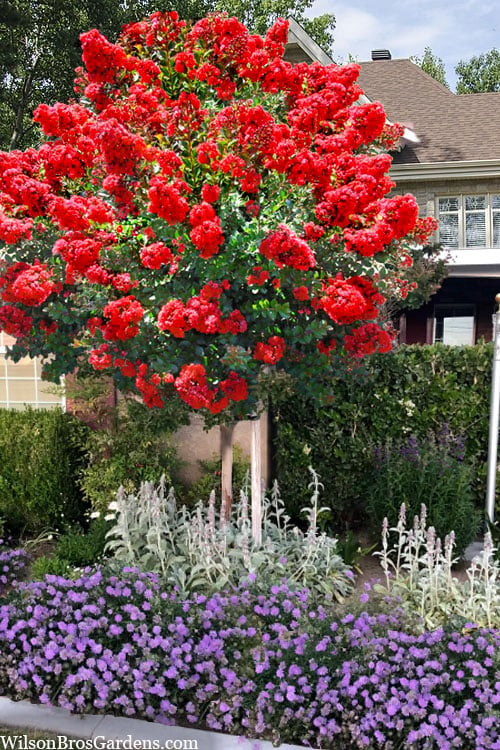  Ruffled Red Magic Crape Myrtle Tree (Single Trunk) - 7 Gallon Pot (5-6')