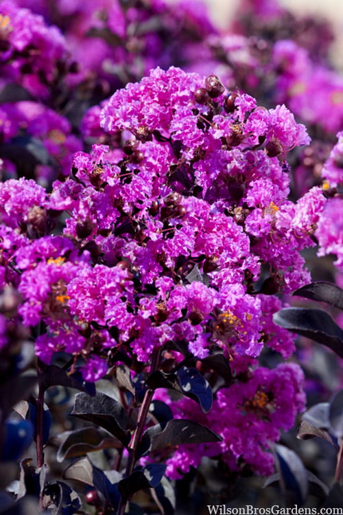  Black Diamond 'Purely Purple' Crape Myrtle Tree (Single Trunk) - 7 Gallon Pot