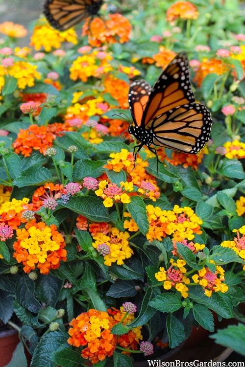  Sonset Hardy Lantana - 5 Pack Of Quart Pots