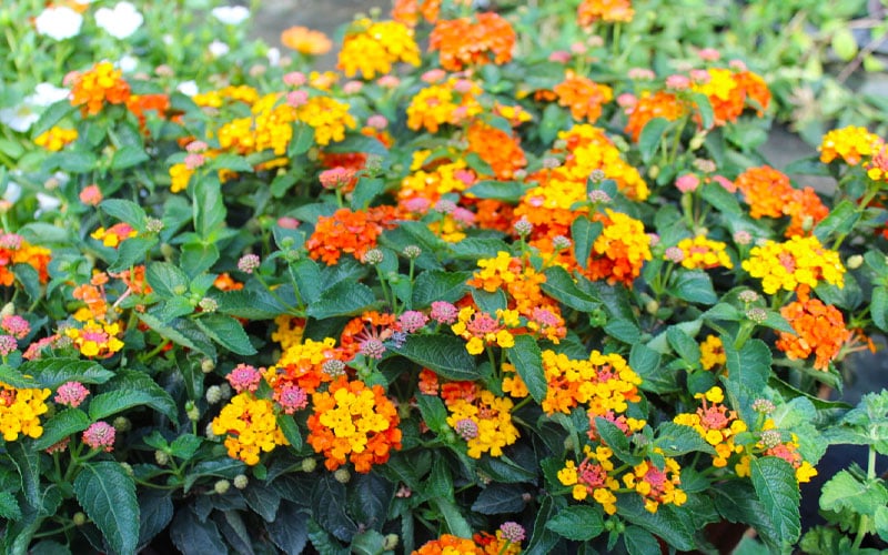  Sonset Hardy Lantana - 5 Pack Of Quart Pots