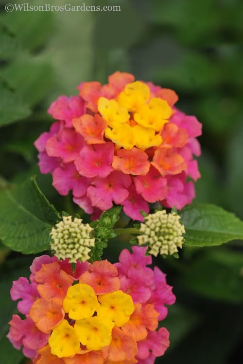  Sonset Hardy Lantana - 5 Pack Of Quart Pots