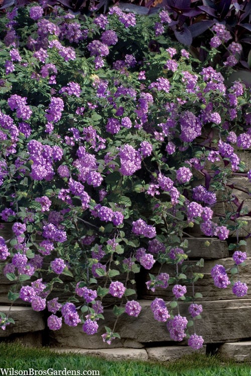  Trailing Lavender Lantana - 5 Pack Of Pint Pots