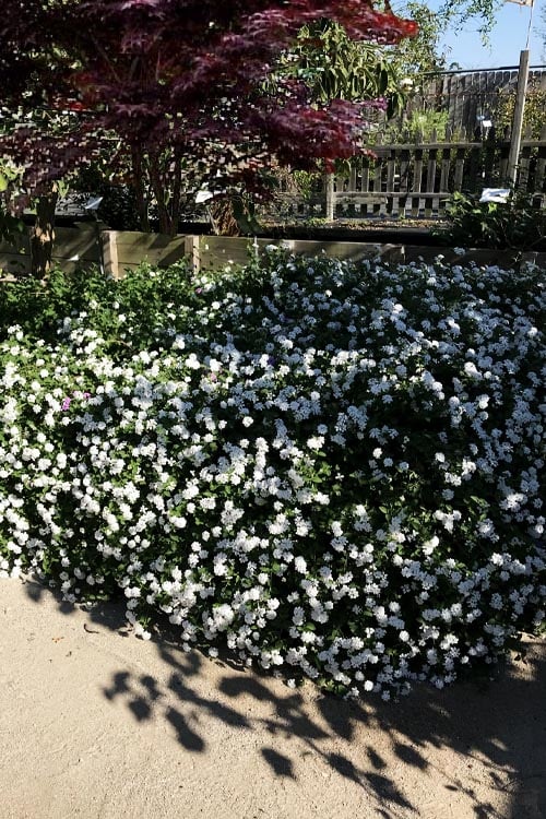 Trailing White Lantana - 5 Pack Of Pint Pots