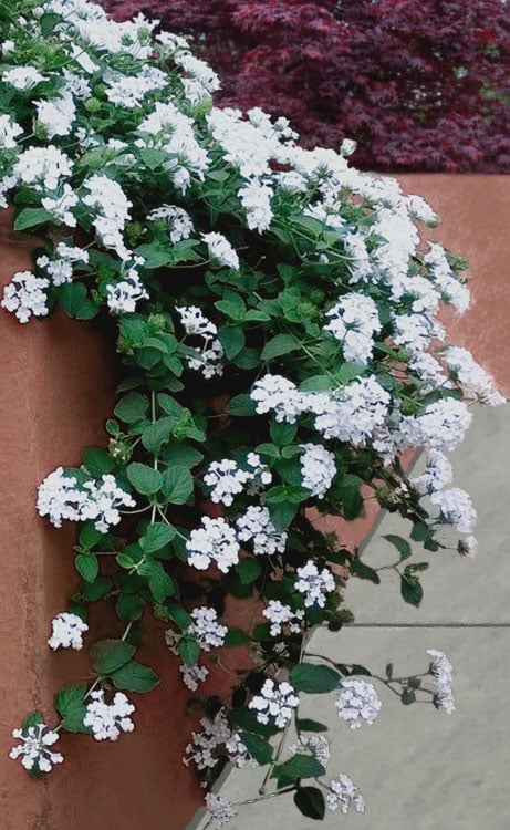  Trailing White Lantana - 5 Pack Of Pint Pots