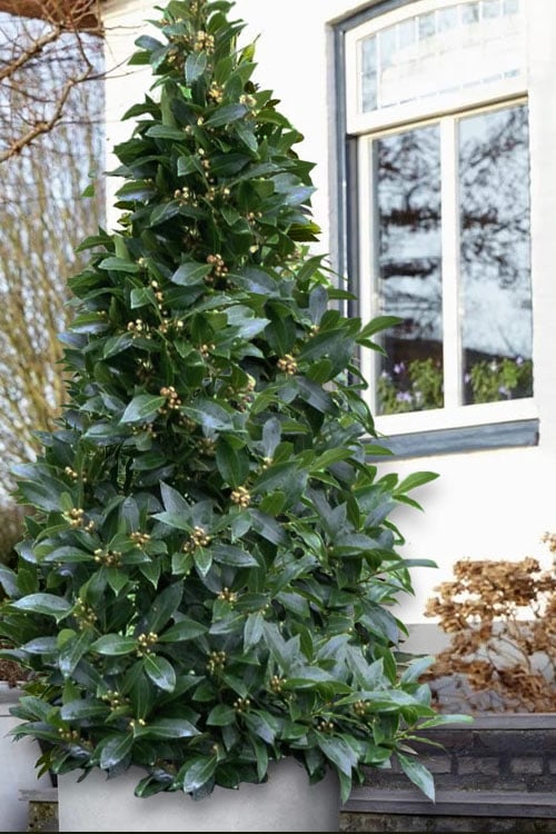  Bay Laurel (Sweet Bay) - Laurus Nobilis - 6 Pack Of 1 Gallon Pots 